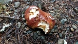 Boletus rex-veris image