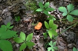 Hygrocybe reidii image