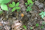 Hygrocybe reidii image