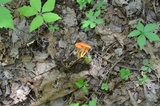 Hygrocybe reidii image