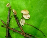 Marasmius pallidocephalus image