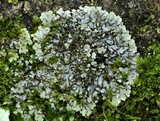 Physconia leucoleiptes image