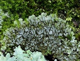 Physconia leucoleiptes image
