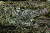 Physconia leucoleiptes image