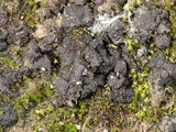 Heppia lutosa image
