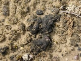 Heppia lutosa image