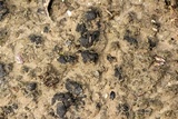 Heppia lutosa image