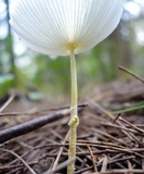 Leucocoprinus fragilissimus image
