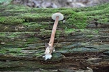 Austroboletus gracilis image