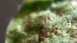 Allodus podophylli image
