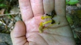 Pluteus chrysophlebius image
