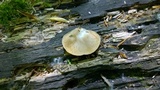 Crepidotus crocophyllus image