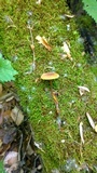 Xeromphalina tenuipes image