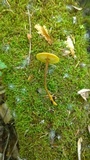 Xeromphalina tenuipes image