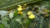 Hypholoma subviride image