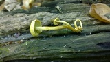 Hypholoma subviride image