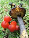 Hygrocybe nigrescens image