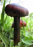 Hygrocybe nigrescens image