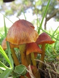 Hygrocybe nigrescens image