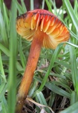 Hygrocybe nigrescens image