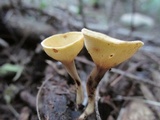 Cookeina colensoi image