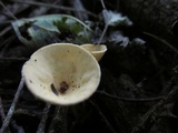 Cookeina colensoi image
