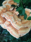 Laetiporus cincinnatus image