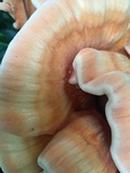 Laetiporus cincinnatus image