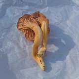 Cantharellus ignicolor image