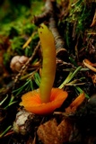 Humidicutis marginata var. olivacea image
