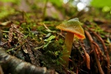 Humidicutis marginata var. olivacea image