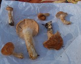 Hydnum subrufescens image