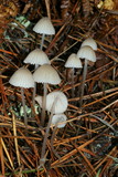Mycena capillaripes image