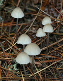 Mycena capillaripes image