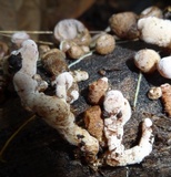 Auricularia nigricans image