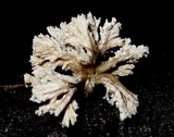 Xylaria cubensis image