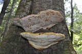 Fomitopsis mounceae image