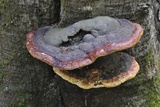 Fomitopsis mounceae image