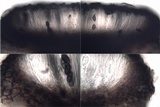 Buellia erubescens image