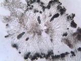 Buellia erubescens image