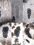 Buellia erubescens image
