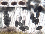 Buellia erubescens image