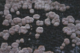 Xylobolus frustulatus image