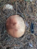 Leccinum manzanitae image