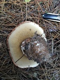 Leccinum manzanitae image