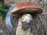 Leccinum manzanitae image