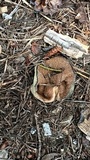 Discina ancilis image