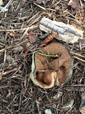 Discina ancilis image