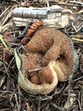 Discina ancilis image