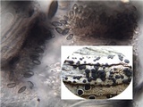 Laeviomyces pertusariicola image